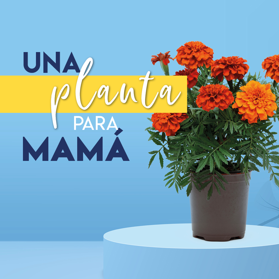 Aluche_flores dia de la madre_destacado noticias